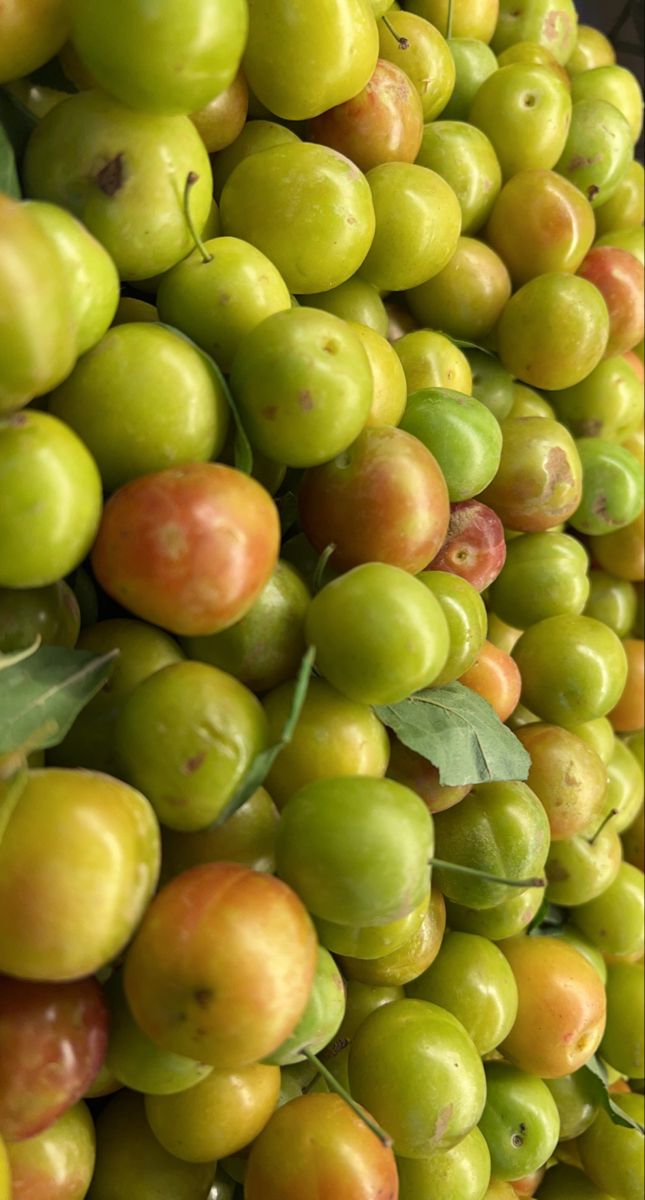 ពុទ្រា