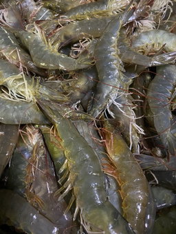 បង្គា