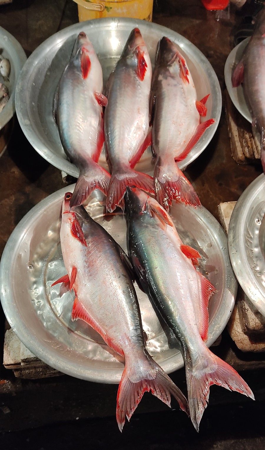 ត្រីប្រា