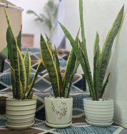 Potted Plant