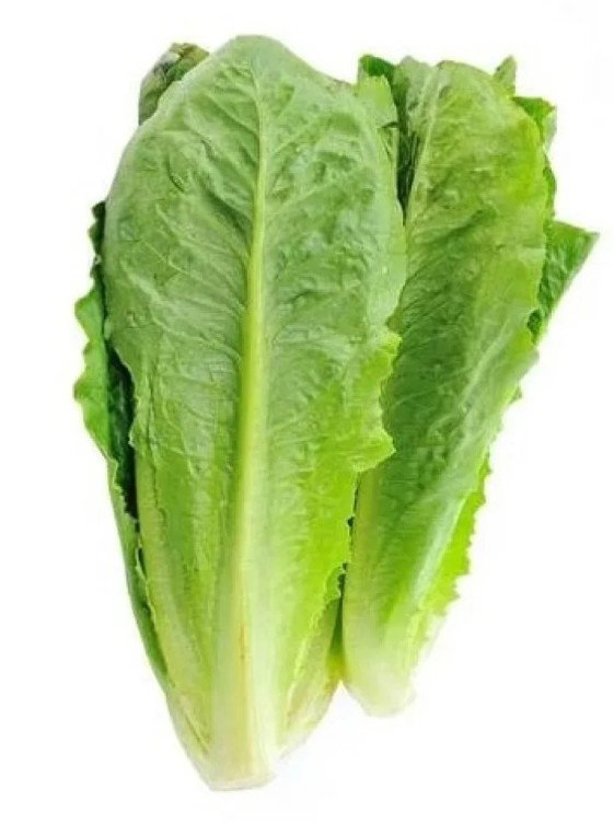 خس اخضر حبة_0