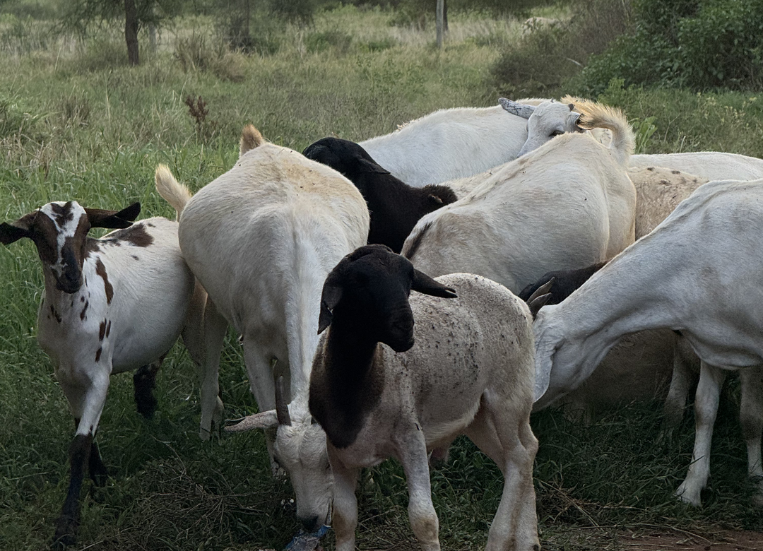 Mbuzi