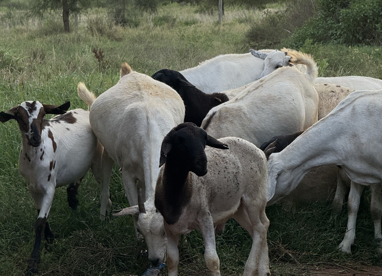 Mbuzi_0