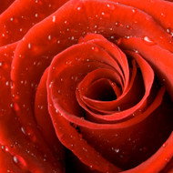 Rosas - Fragancia velas_0