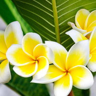 Plumeria tropical - Fragancia velas_0