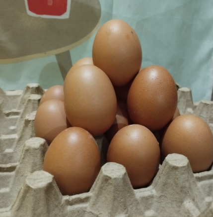 Telur Ayam Negeri_0