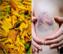 Arnica extracto