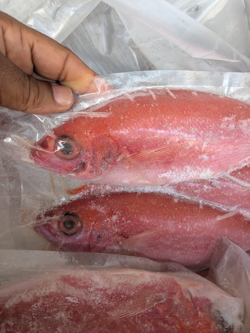 Red Snapper Fish_1