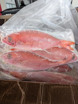 Red Snapper Fish