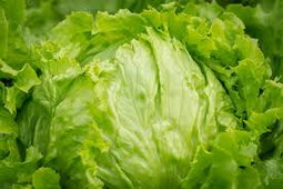 Iceberg lettuce 