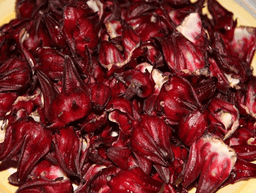 Sorrel