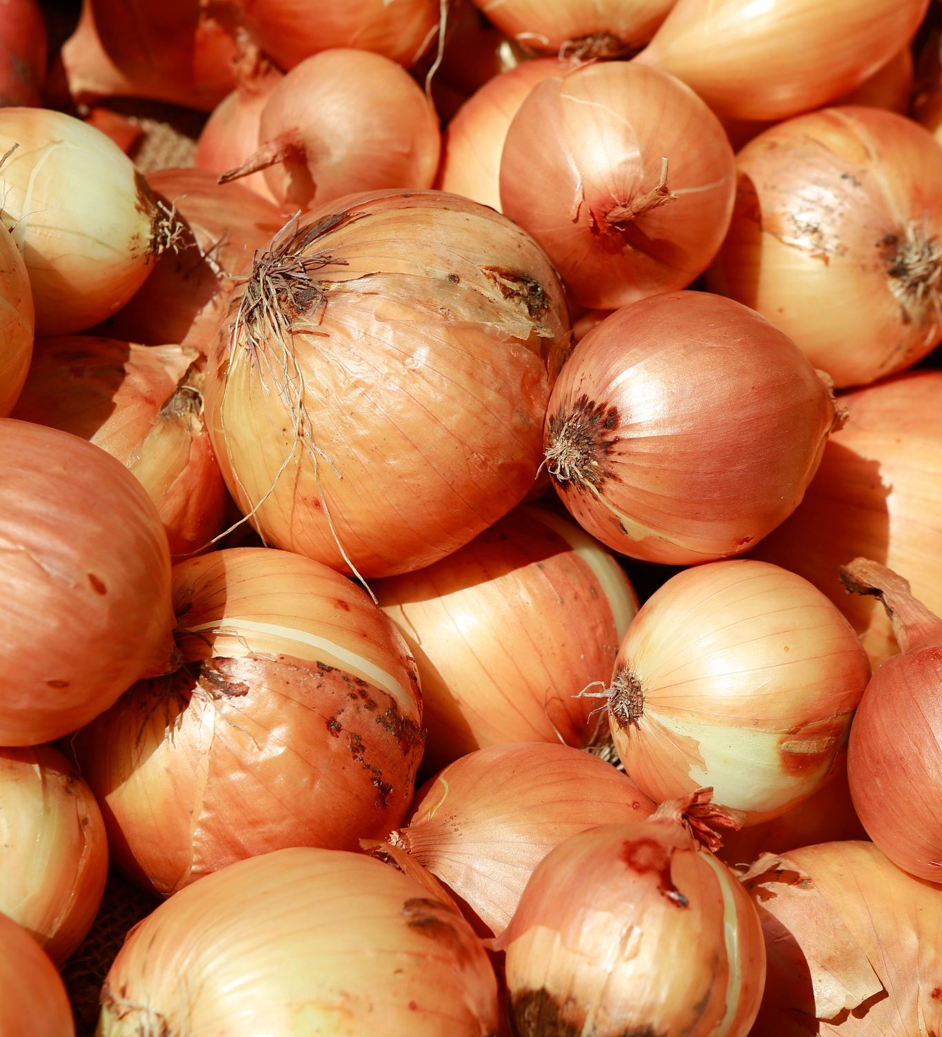 Onion_2