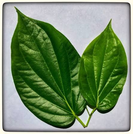 Paan leaves 5pc_0
