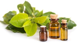 Aceite Esencial de Alcanfor