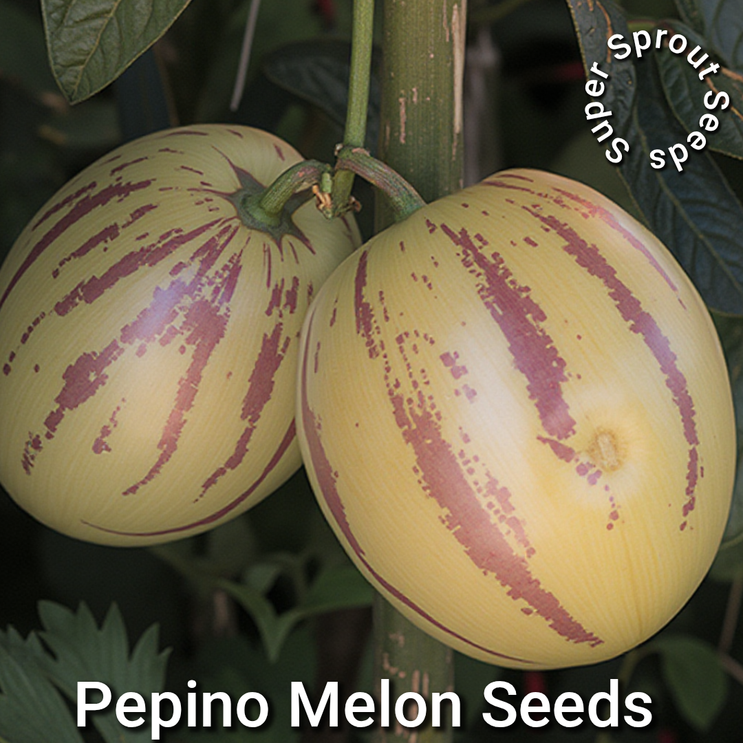 🍈PEPINO MELON🍈 × 10 Organic seeds_1