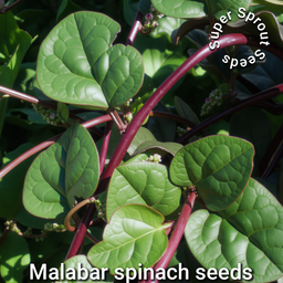 🌿MALABAR SPINACH🌿 x 10+ organic seeds