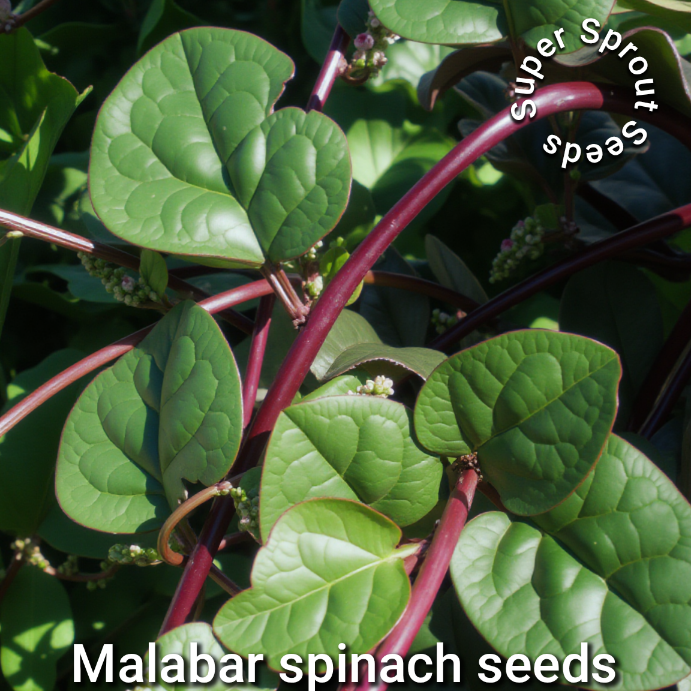 🌿MALABAR SPINACH🌿 x 10+ organic seeds_1