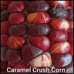 🌽CARAMEL CRUSH MAIZE🌽 x 25 organic seeds