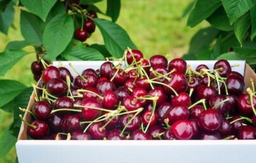 Jamming Cherries (to make cherry jam)