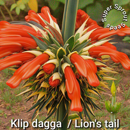 🌺LIONS TAIL/ KLIP DAGGA 🌺 x 15 seeds