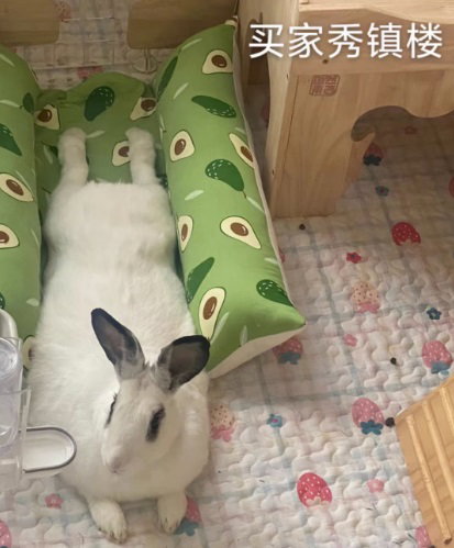 Kiap Kiap Pillow _5