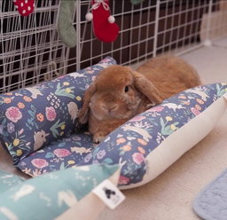 Kiap Kiap Pillow 