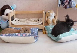 Kiap Kiap Pillow 