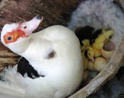 Muscovy Ducklings _0