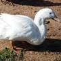 Pekin Ducklings_0