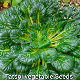 🥬TATSOI ASIAN GREEN🥬 x 100 organic seeds