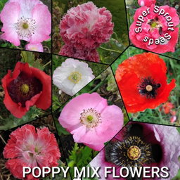 BULK Poppy mix flowers x 1000+ seeds  