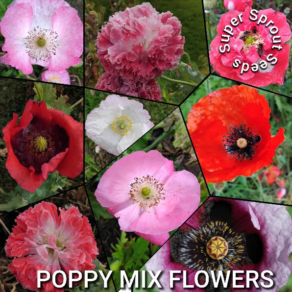 BULK Poppy mix flowers x 1000+ seeds  _2