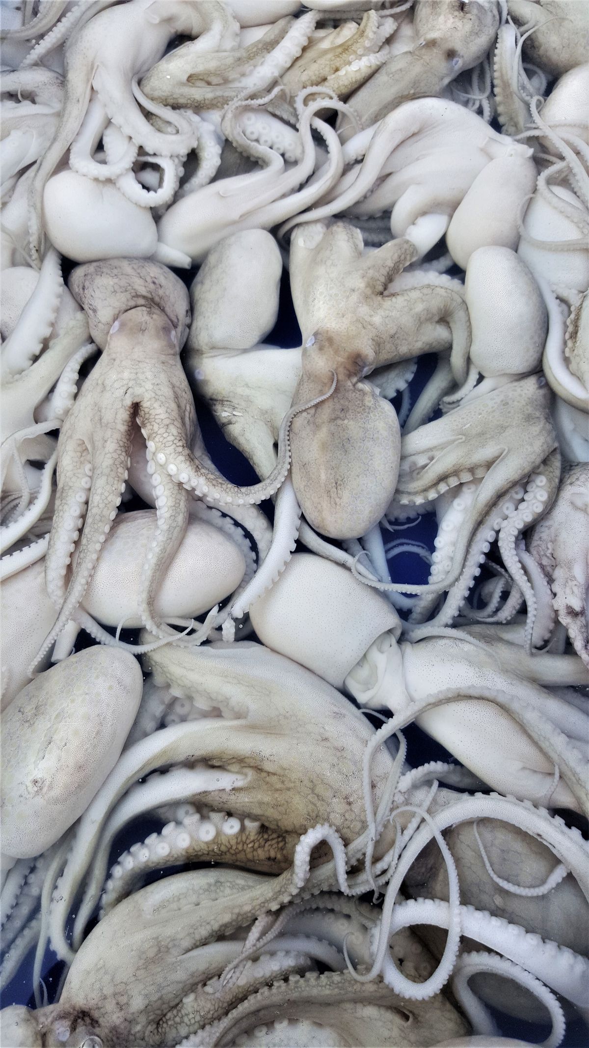 មឹក_0
