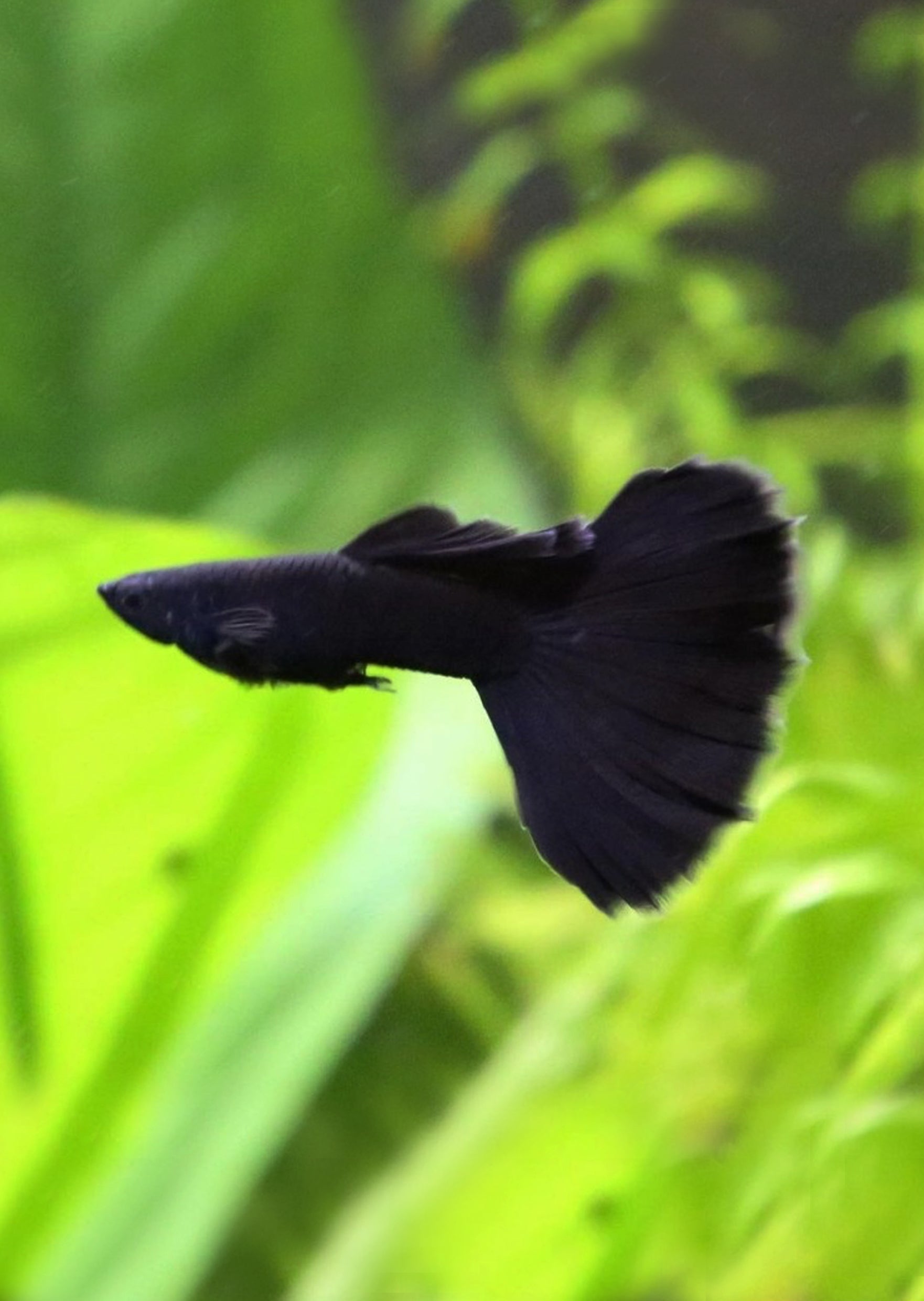 Black Moscow Guppy_0