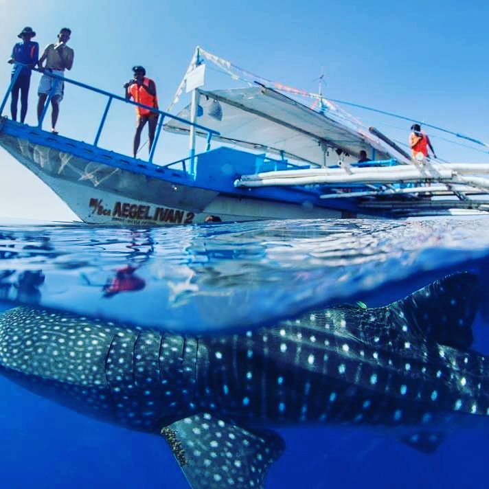 Whale Watching