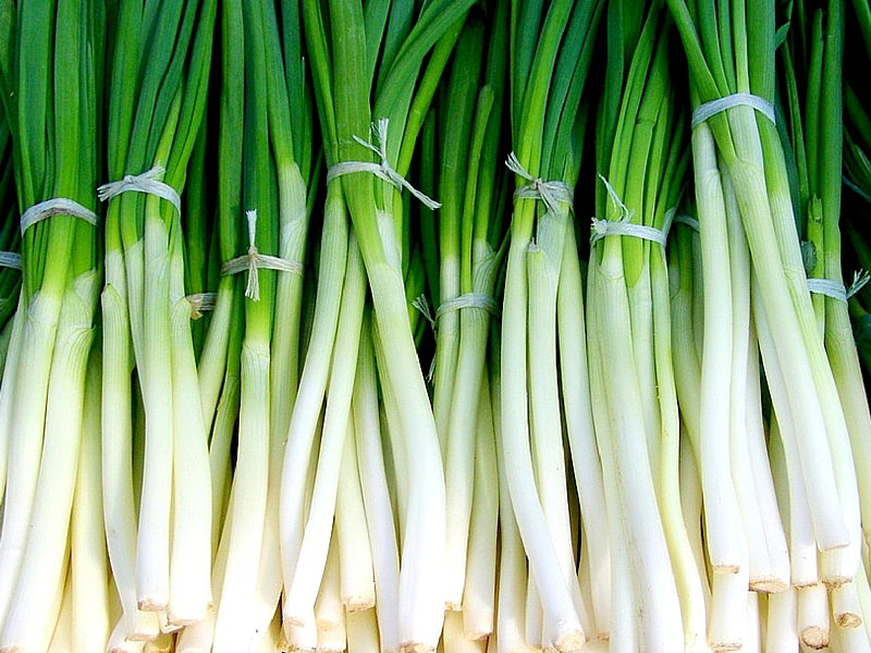 Escallion _1