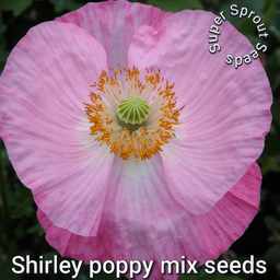 🌸SHIRLEY DOUBLE POPPY🌸 x 100+ seeds