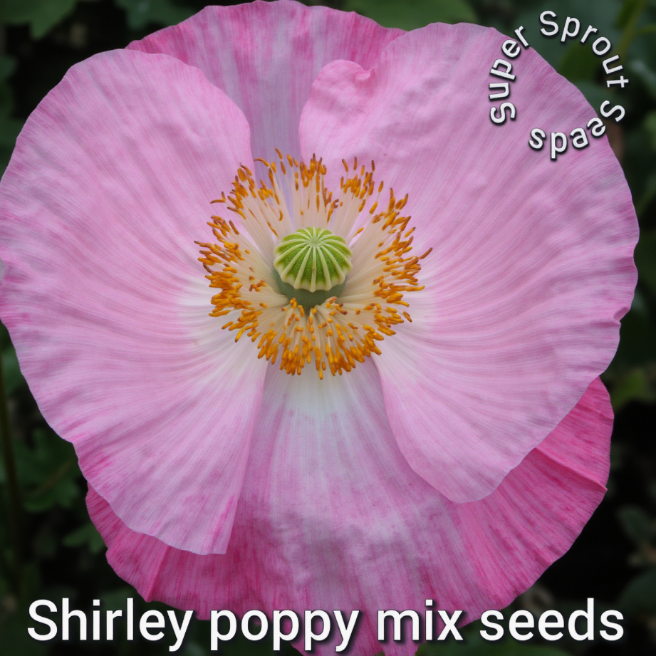 🌸SHIRLEY DOUBLE POPPY🌸 x 100+ seeds_1