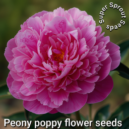 ⚘POPPY PAEONY MIX⚘ x 100+ seeds