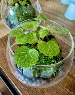 Saxifraga stolonifera Kokedama with moss in a glass jar