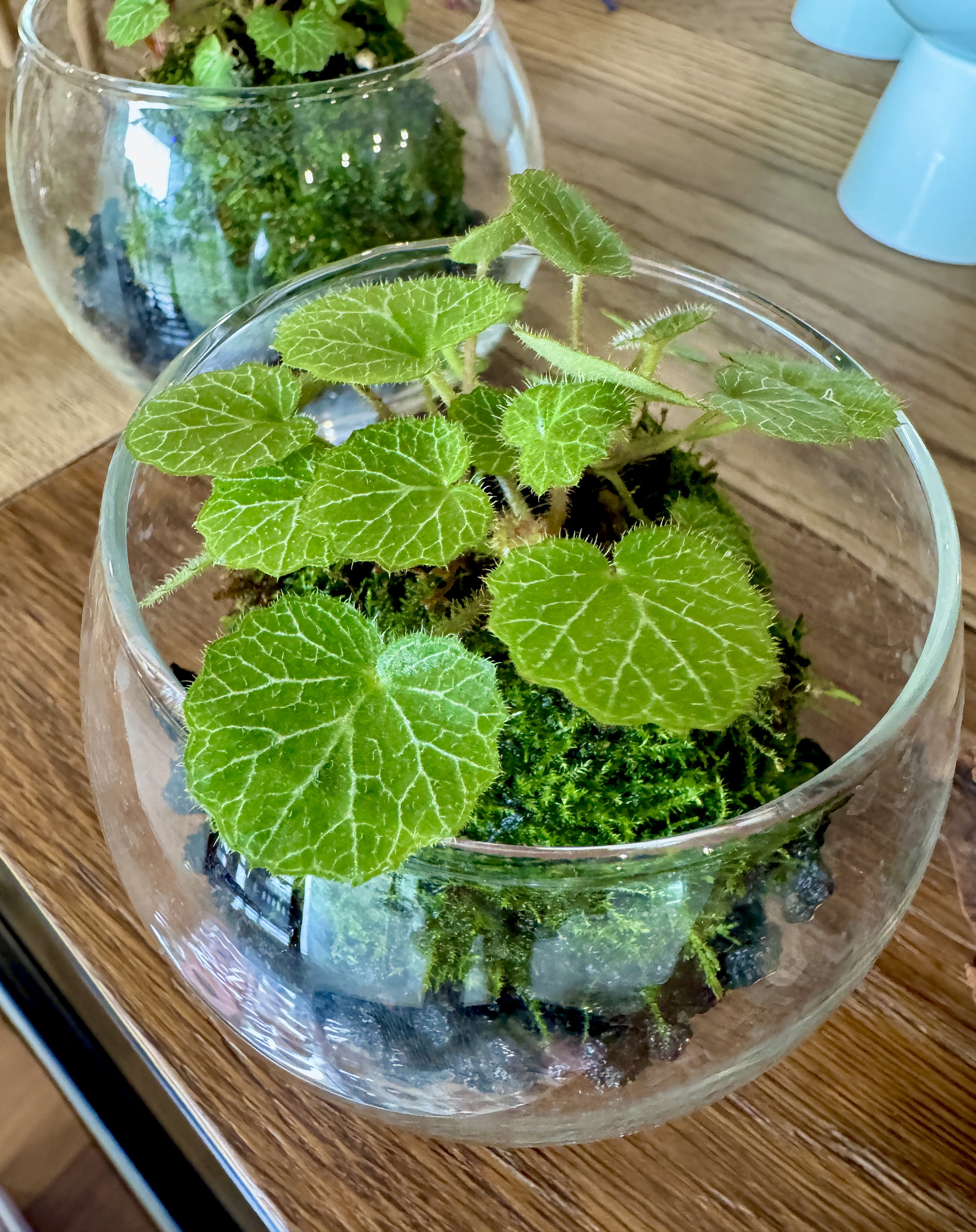 Saxifraga stolonifera Kokedama with moss in a glass jar_0