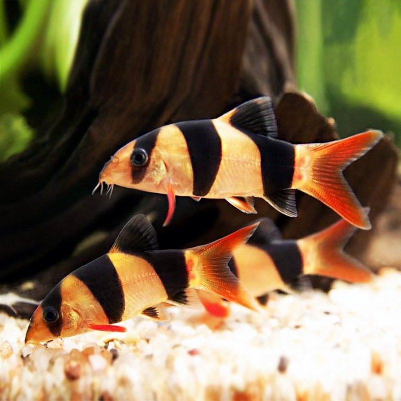 Clown Loach_1