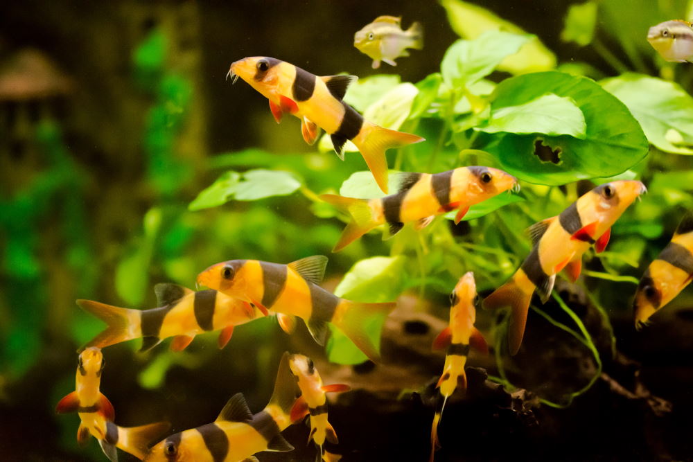 Clown Loach_2
