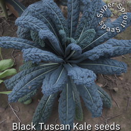 🌱BLACK TUSCAN KALE🌱 x 15+ seeds
