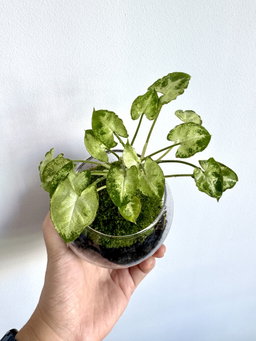 Syngonium Pixie Kokedama with moss in a glass jar