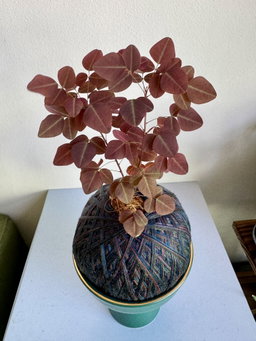 Oxalis hedysaroides Kokedama (Forest Green Ceramic Holder)