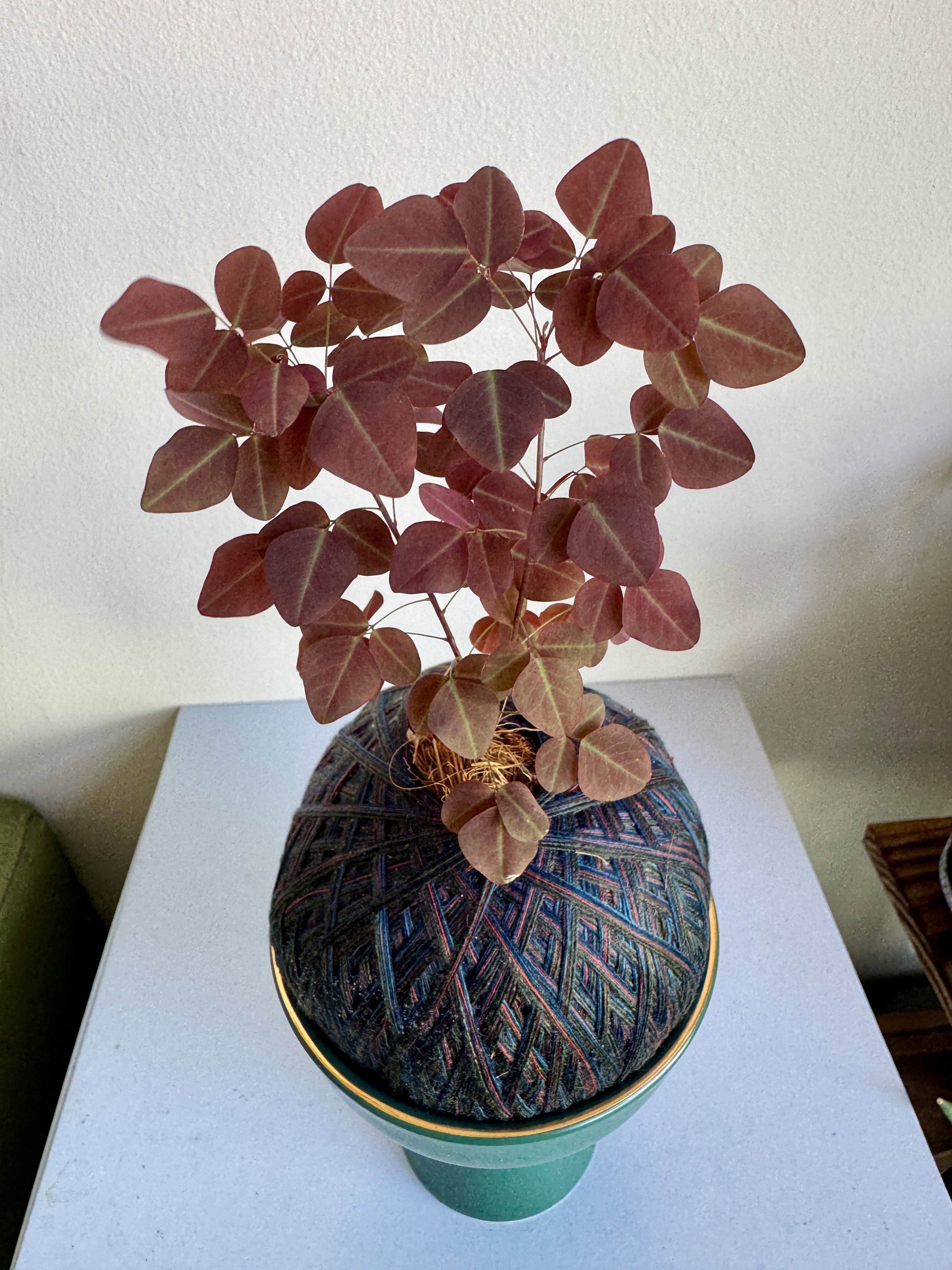 Oxalis hedysaroides Kokedama (Forest Green Ceramic Holder)