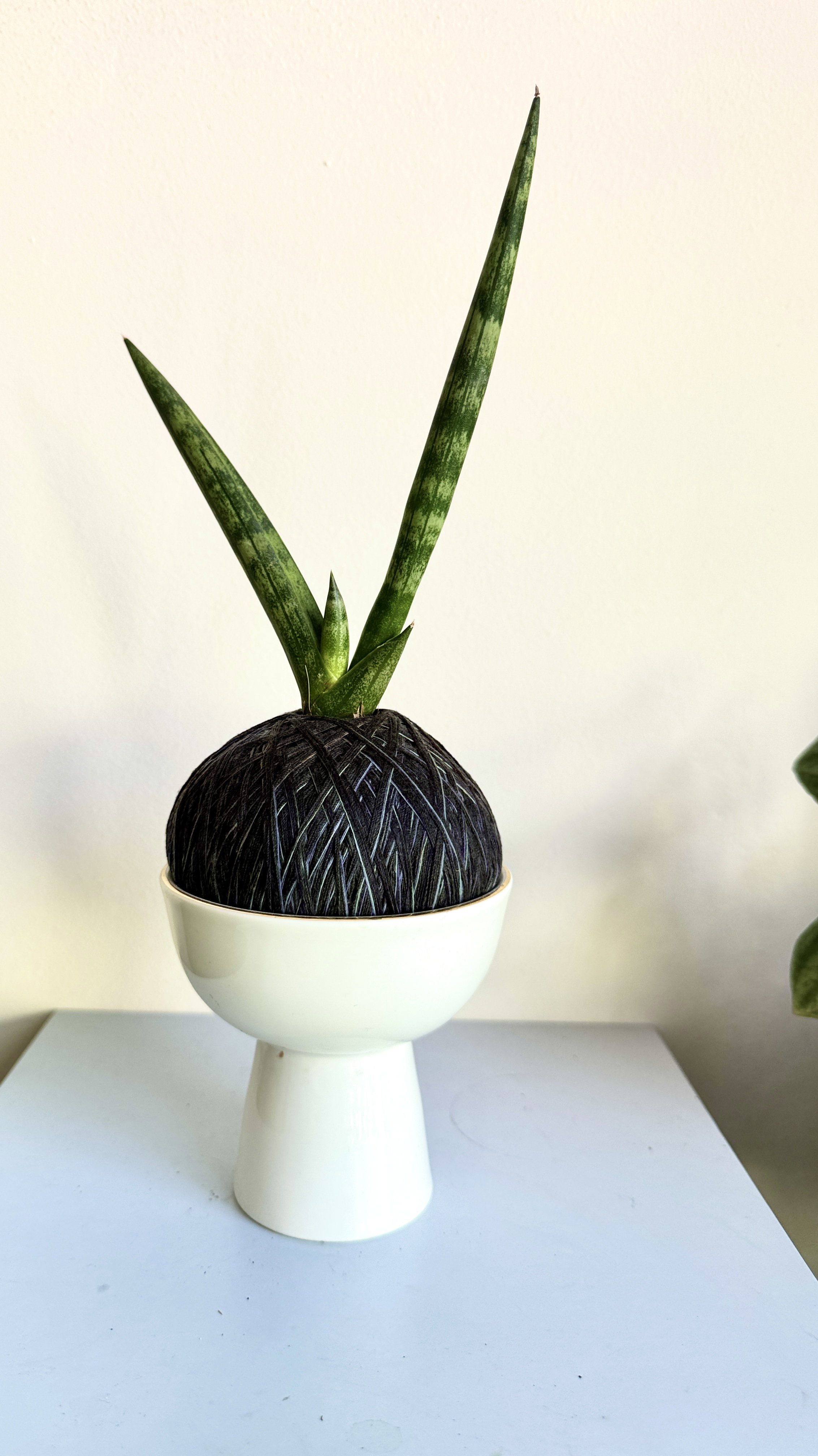 Sansevieria cylindrica Kokedama (White Ceramic Holder)_0