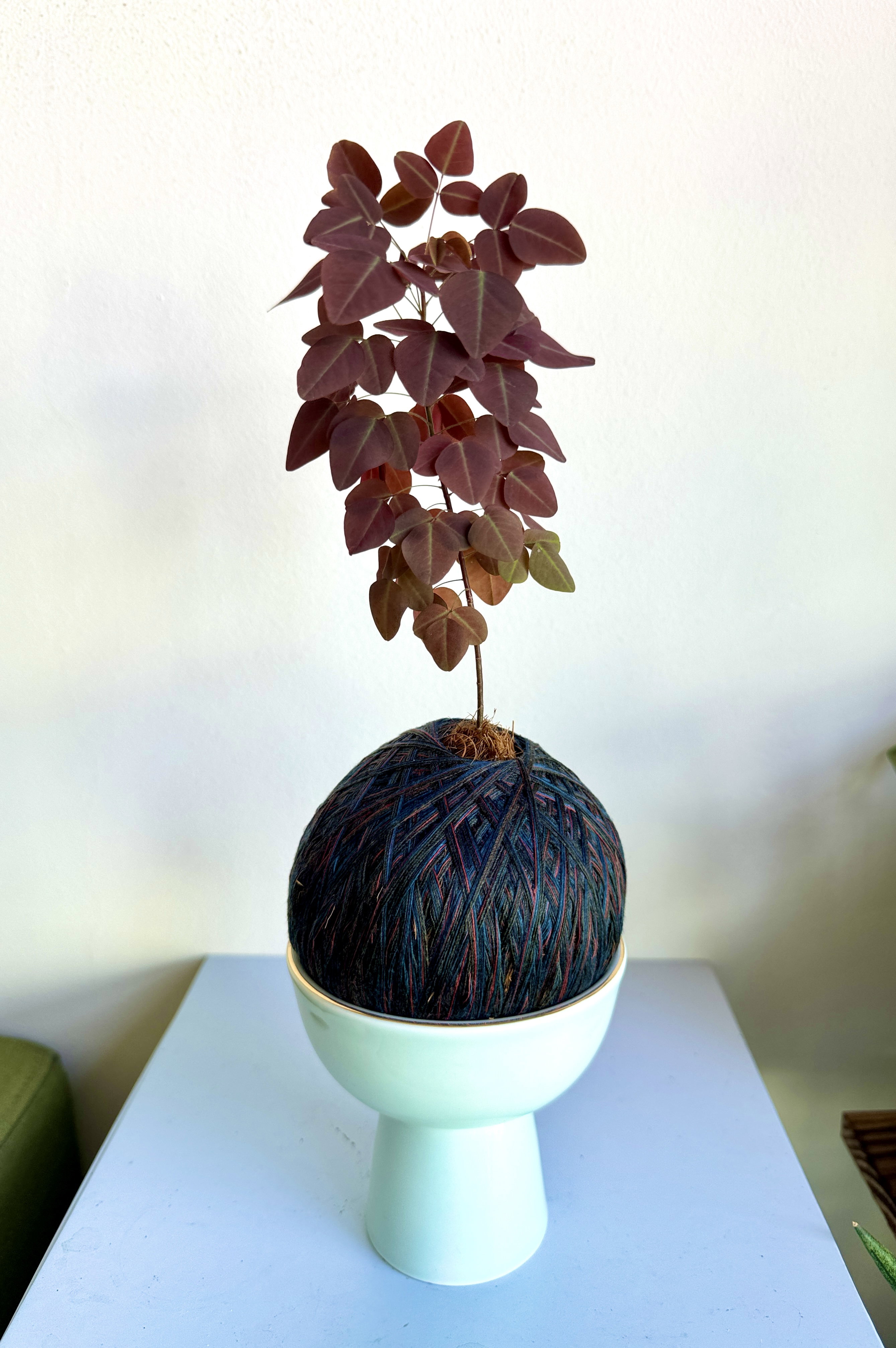 Oxalis hedysaroides Kokedama (Mint Green Ceramic Holder)_1