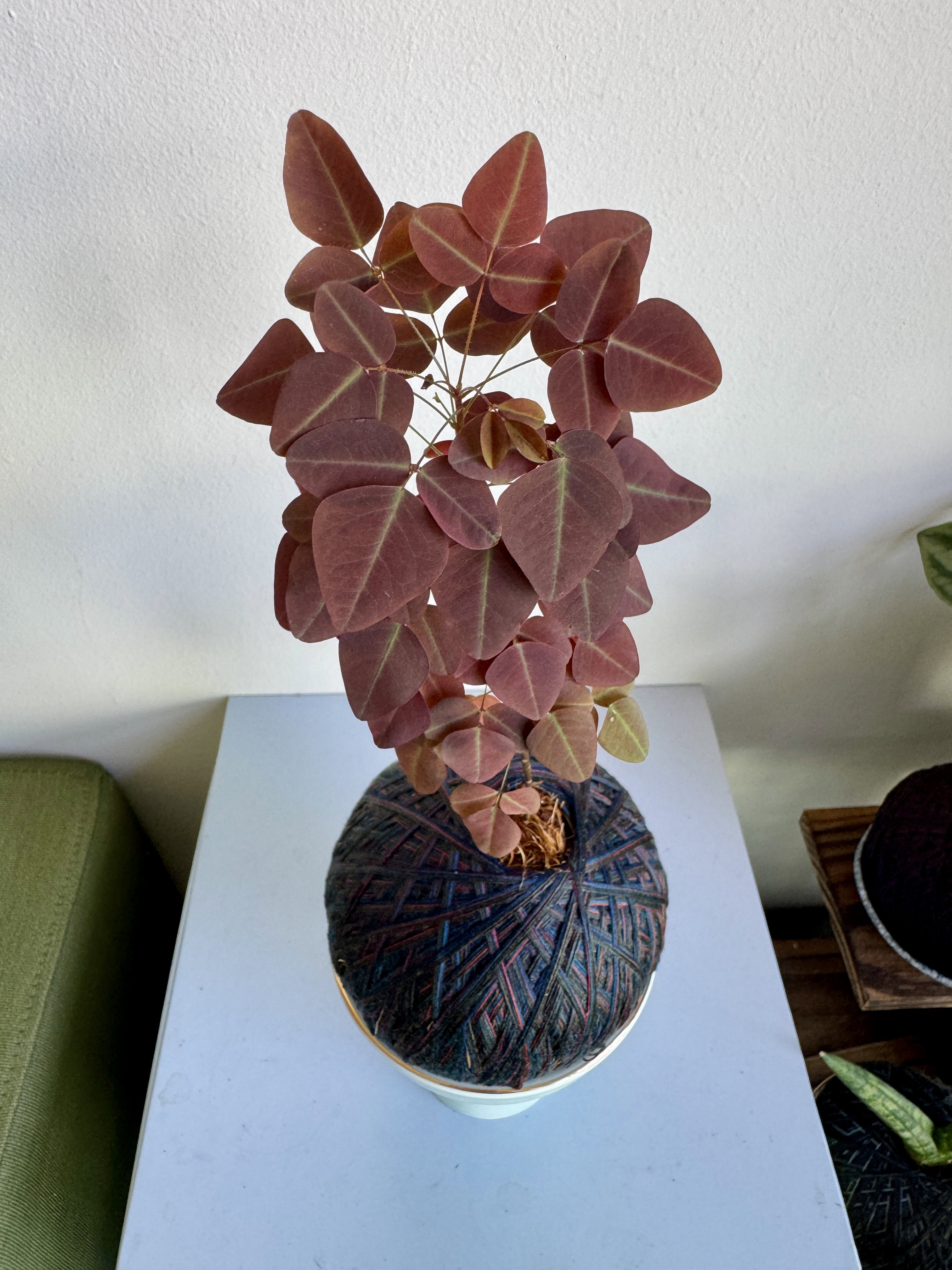 Oxalis hedysaroides Kokedama (Mint Green Ceramic Holder)
